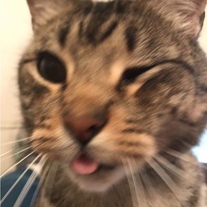 Meet your Posher, Bayley